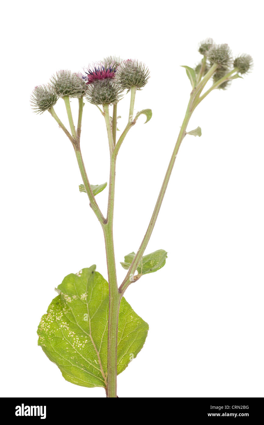 Burdock plant hi-res stock photography and images - Alamy