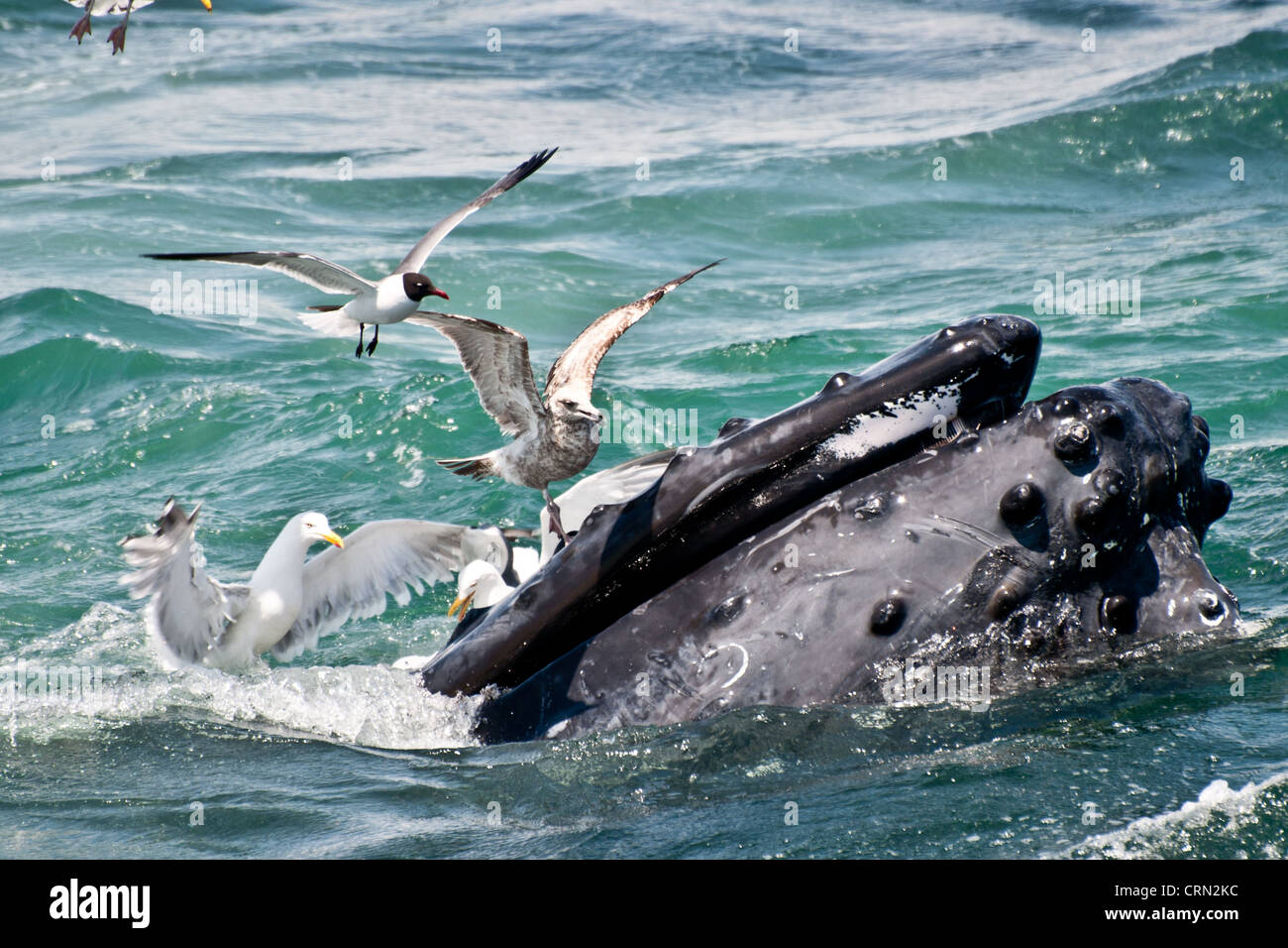 Humpback Whale Feeding (Megaptera novaeangliae) Stock Photo