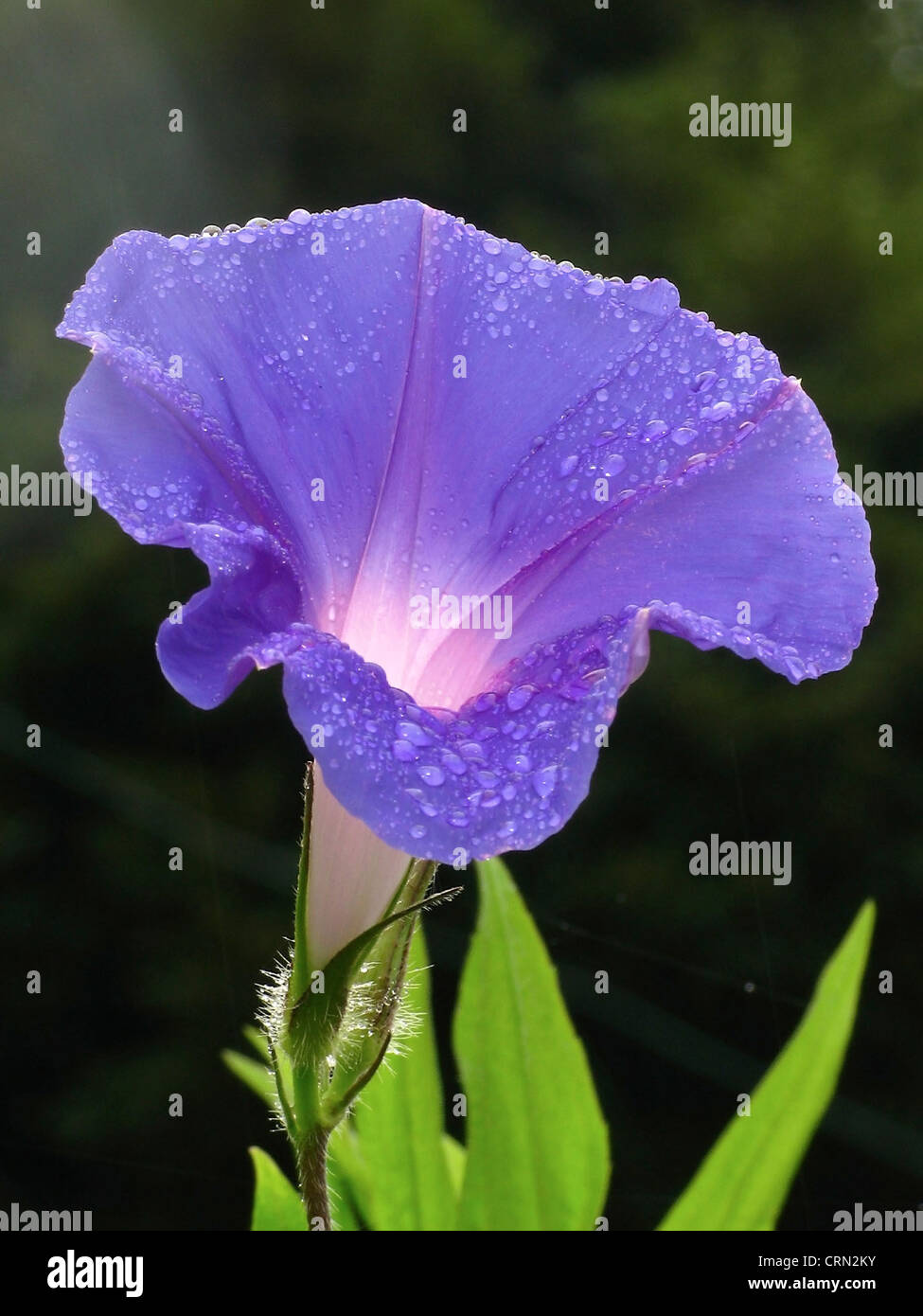 Morning glory flower, species Ipomoea nil Stock Photo