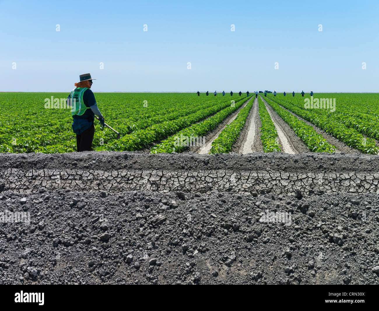 Farmer workers lined up in a row working in a field in the Central