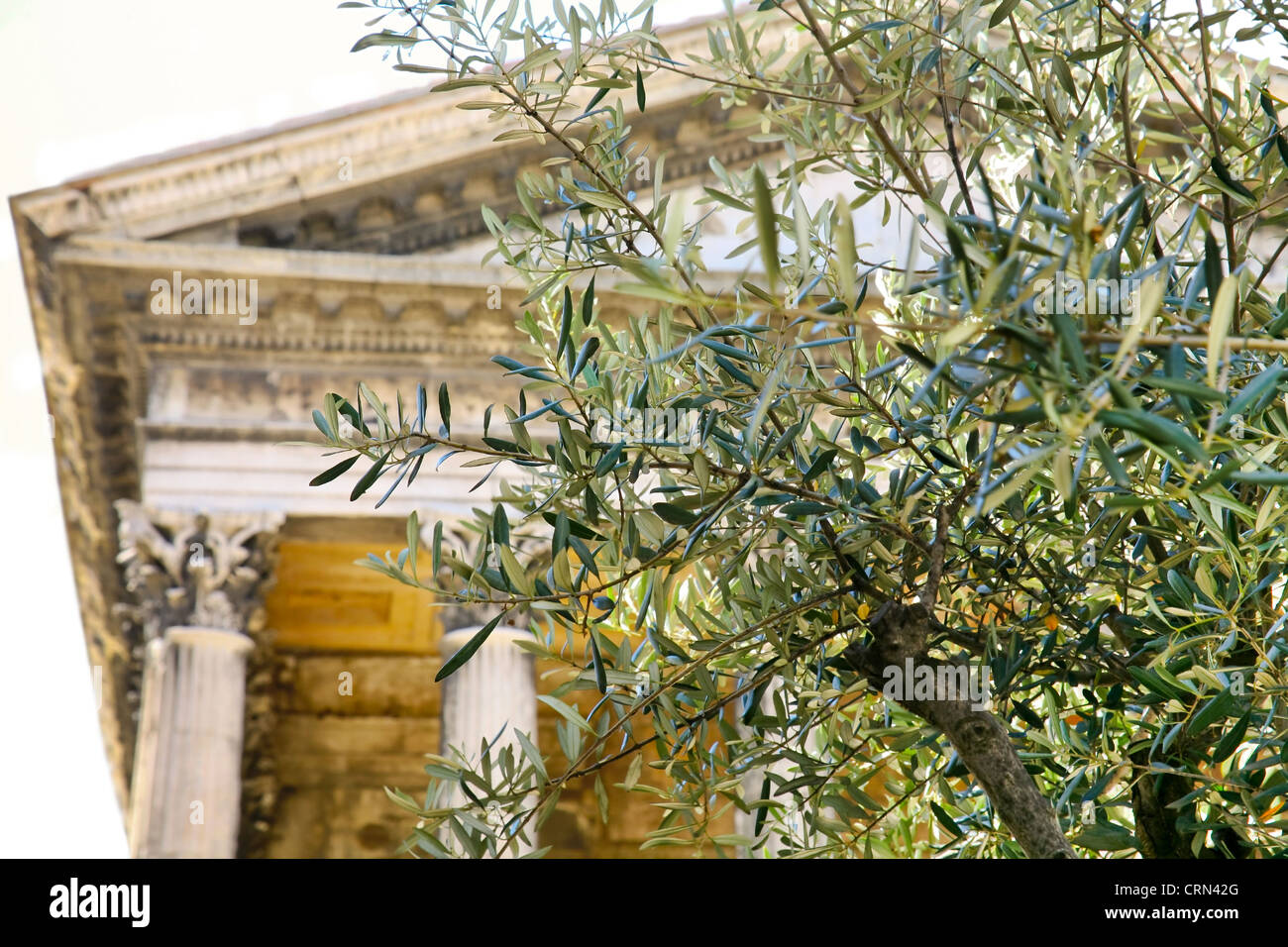 Old olive tree and Roman temple on background (Maison Carree,Nimes, France) Stock Photo