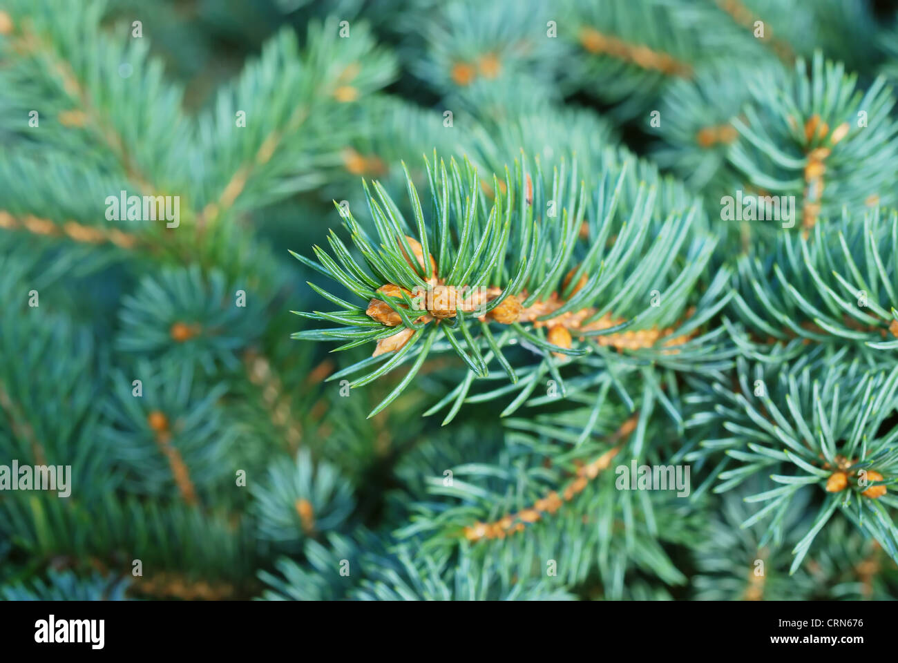 Close-up of fir tree branches Stock Photo - Alamy