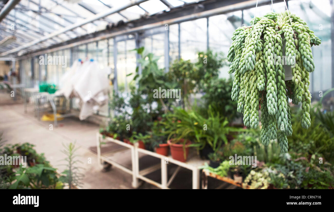 Greenhouse series - inside a greenhouse Stock Photo - Alamy