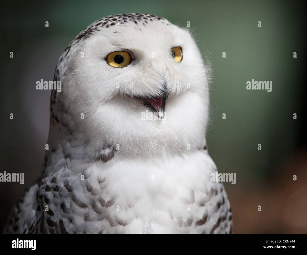 Snowy owl (Bubo scandiacus Stock Photo - Alamy