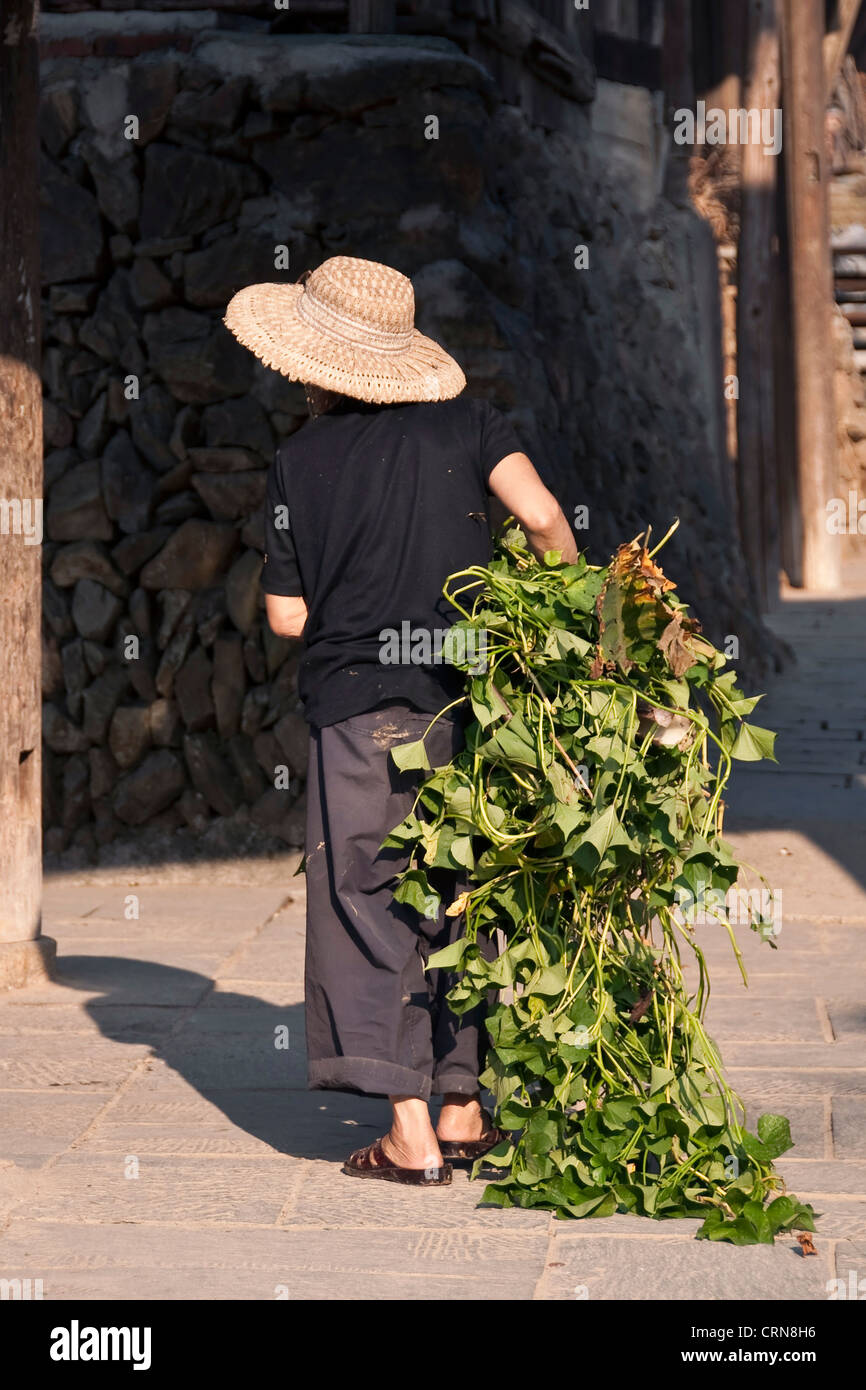 Dong woman with fresh indigo leaves - Dong village of Zhaoxing, Guizhou province - China Stock Photo