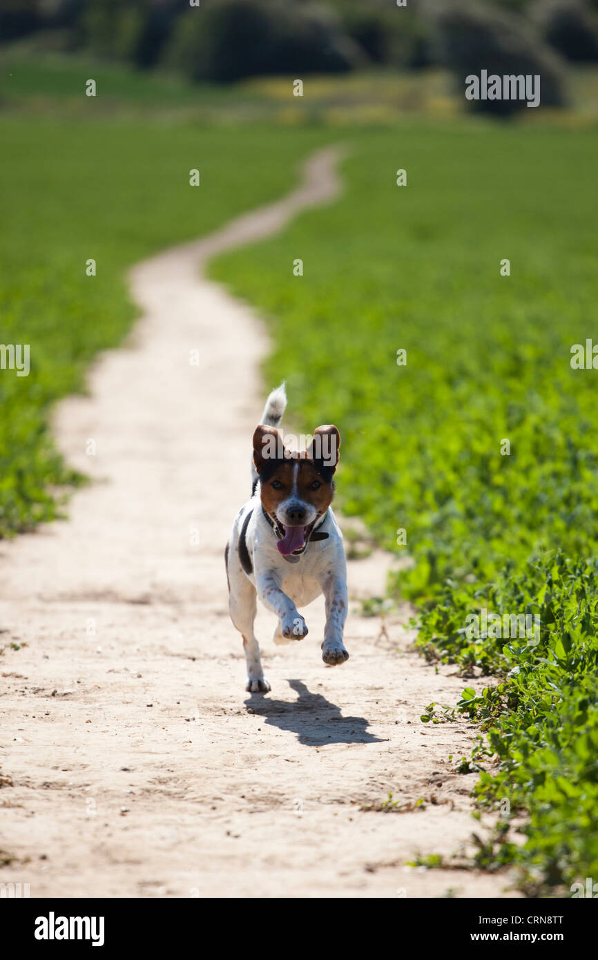 Jack Russell terrier running along a path in Littlehampton, West Sussex Stock Photo