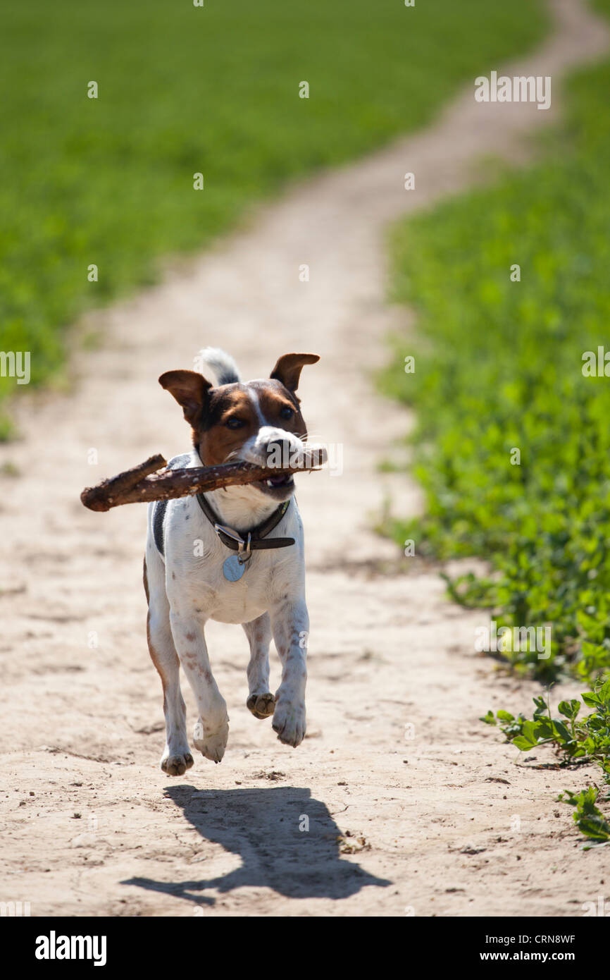 Jack Russell terrier in mid air with a stick in its mouth. Stock Photo