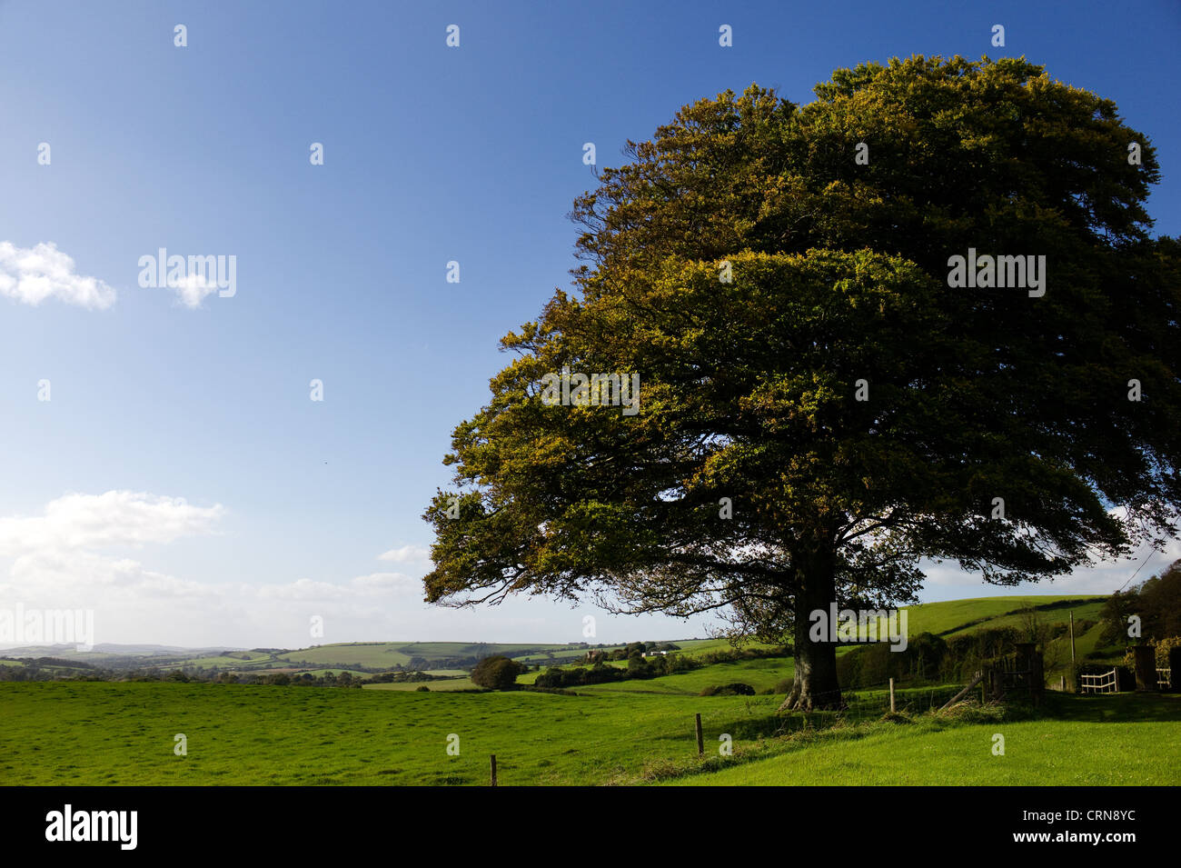 Promonient Tree A prominent tree stands out against rolling hills near Littlebredy ...
