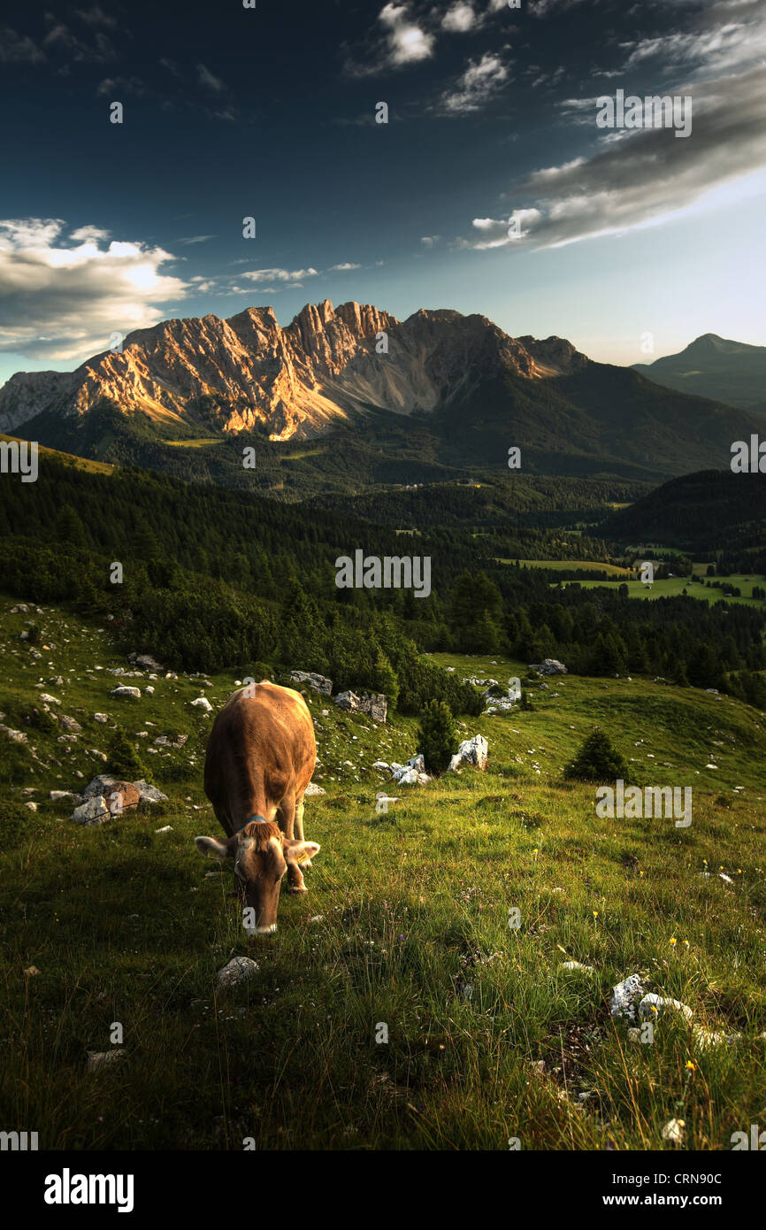Alpine scenery with grazing cows and dramatic sky Stock Photo - Alamy