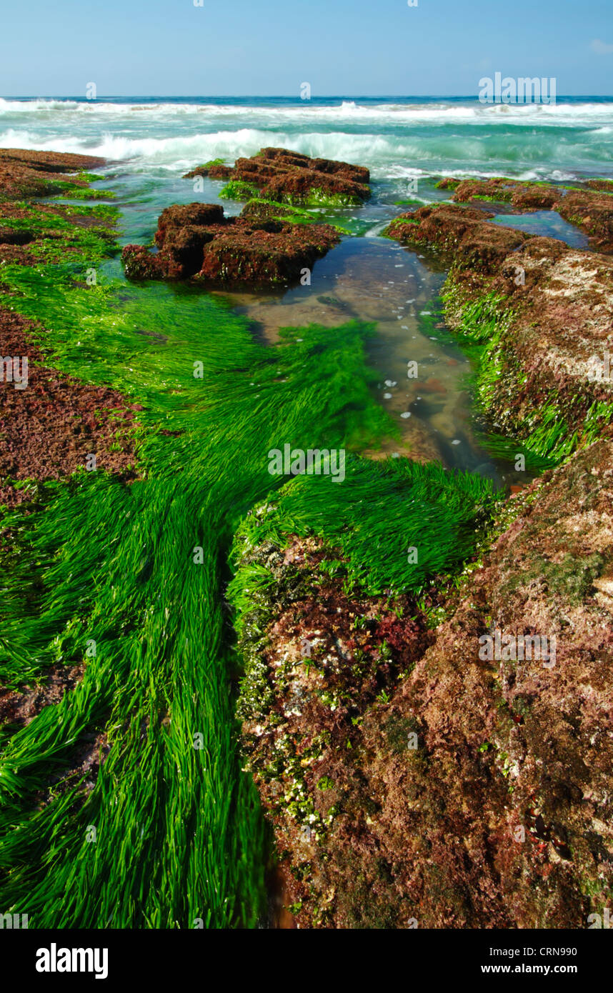 Seaweed at low spring tide, Ballito, Kwazulu Natal, South Africa Stock Photo