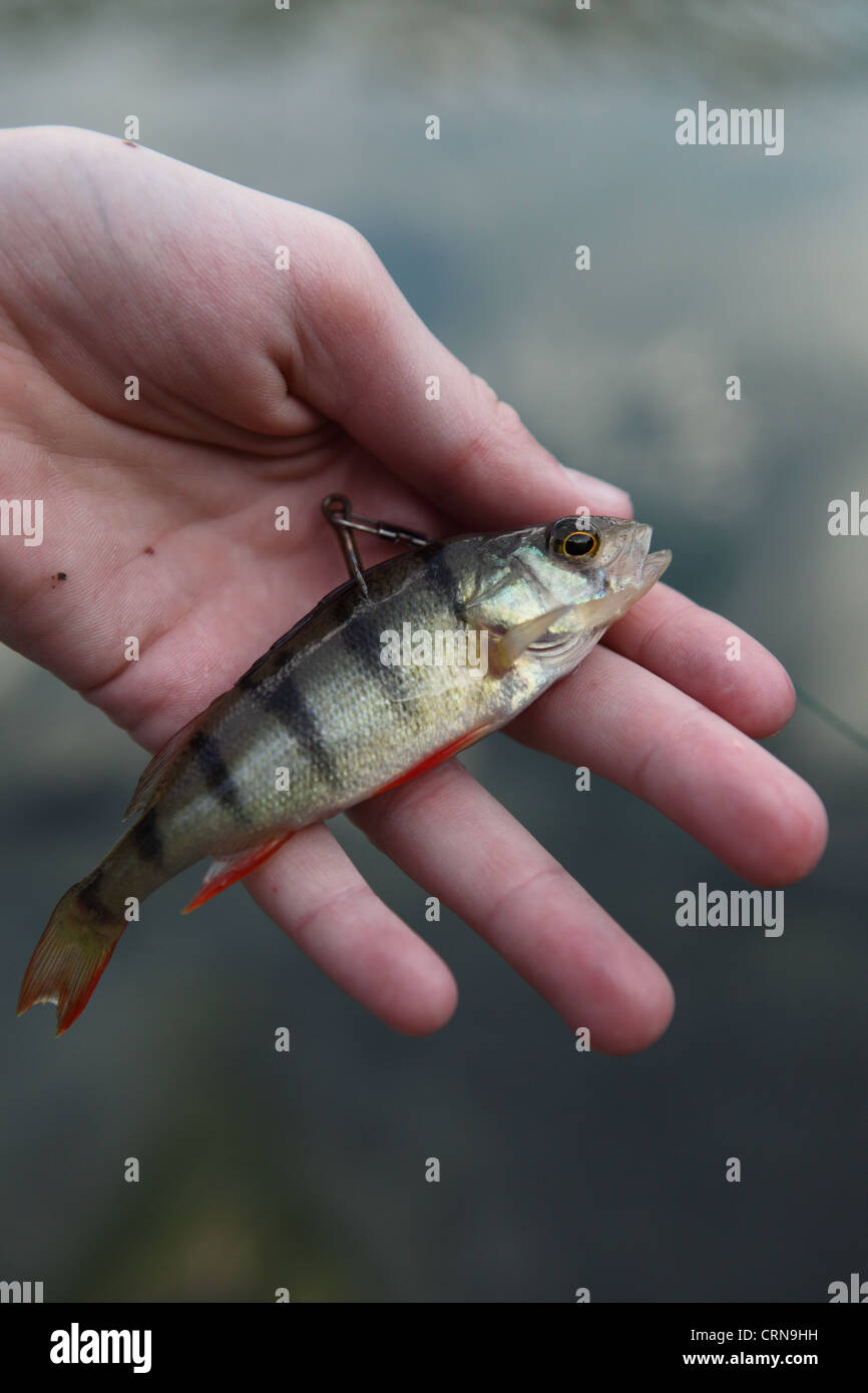 Bait fish used to attract large predatory fish Stock Photo Alamy