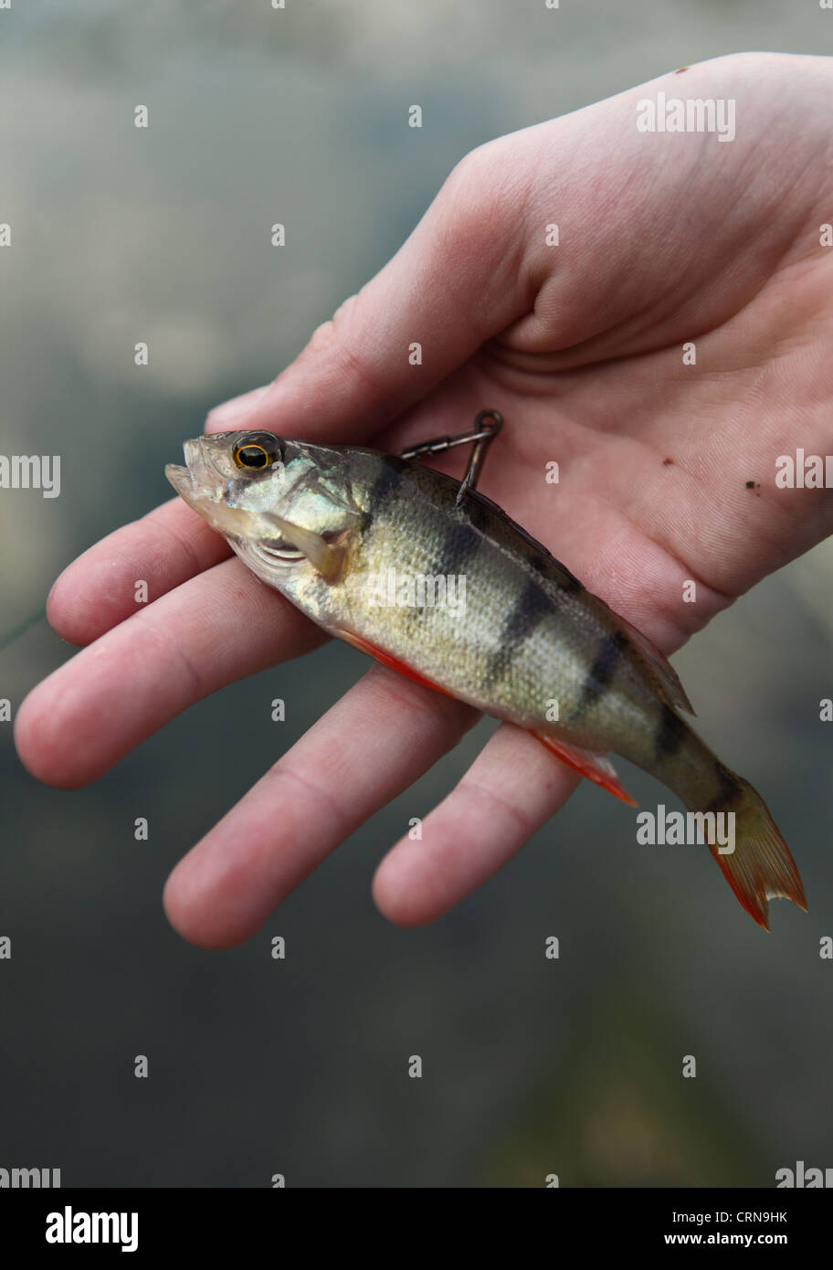 Bait fish used to attract large predatory fish Stock Photo Alamy