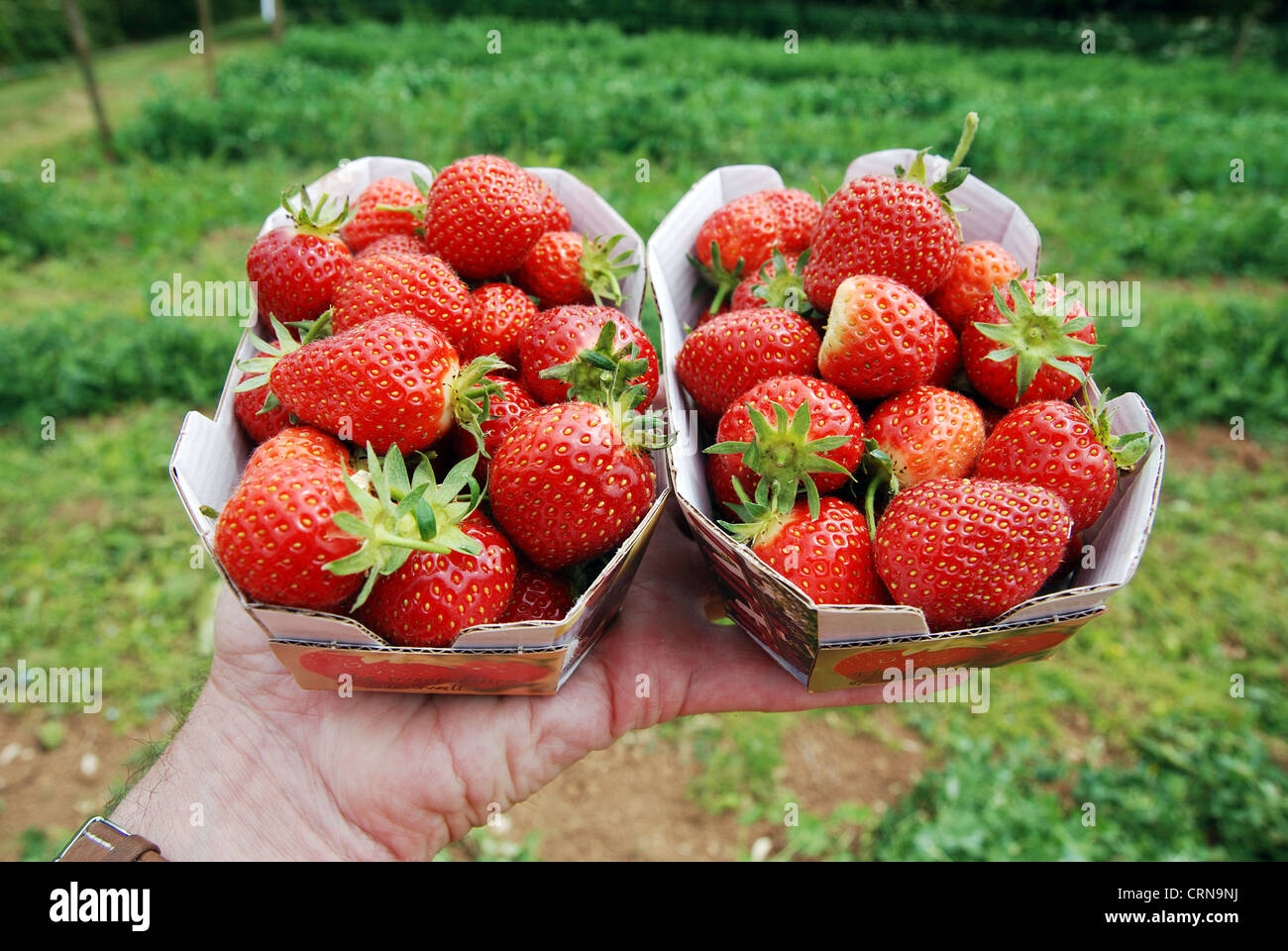 fresh picked strawberries from a ' pick your own ' fruit farm in cheshire, uk Stock Photo