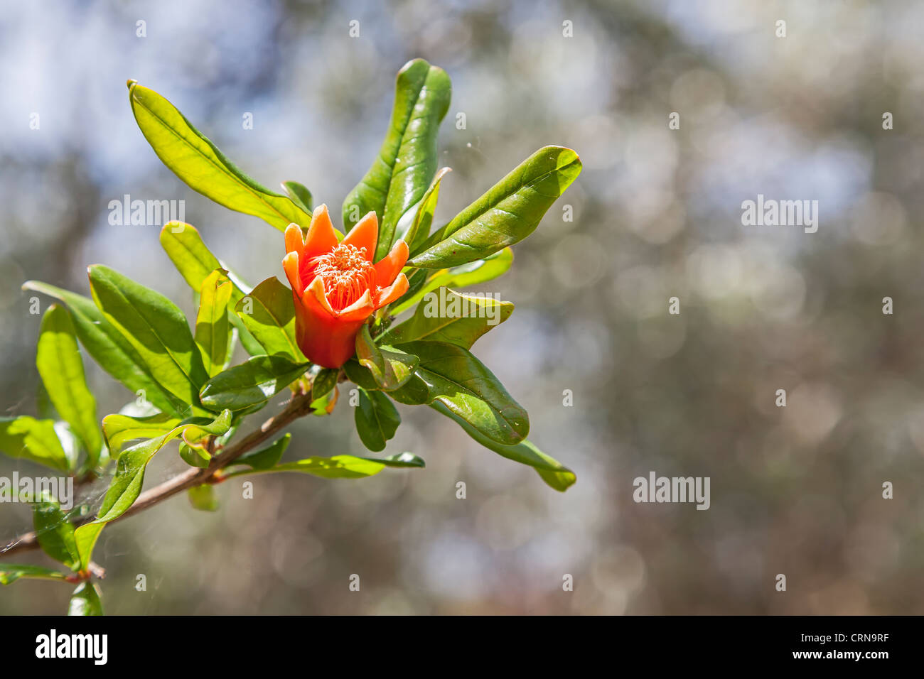 Flower of a pomegranate turning into fruit. Punica granatum L Stock Photo