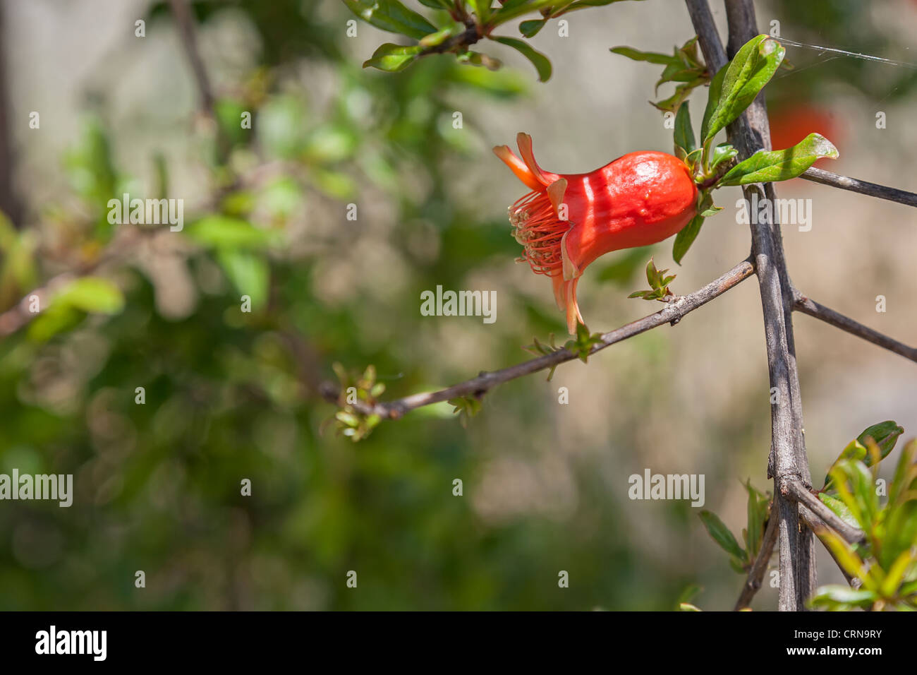 Flower of a pomegranate turning into fruit. Punica granatum L Stock