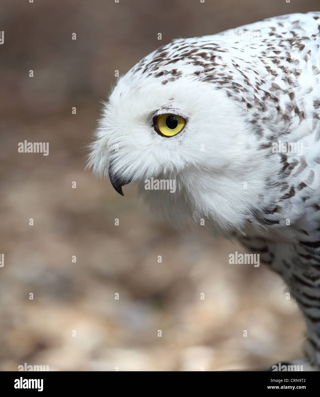 Snowy owl (Bubo scandiacus Stock Photo - Alamy