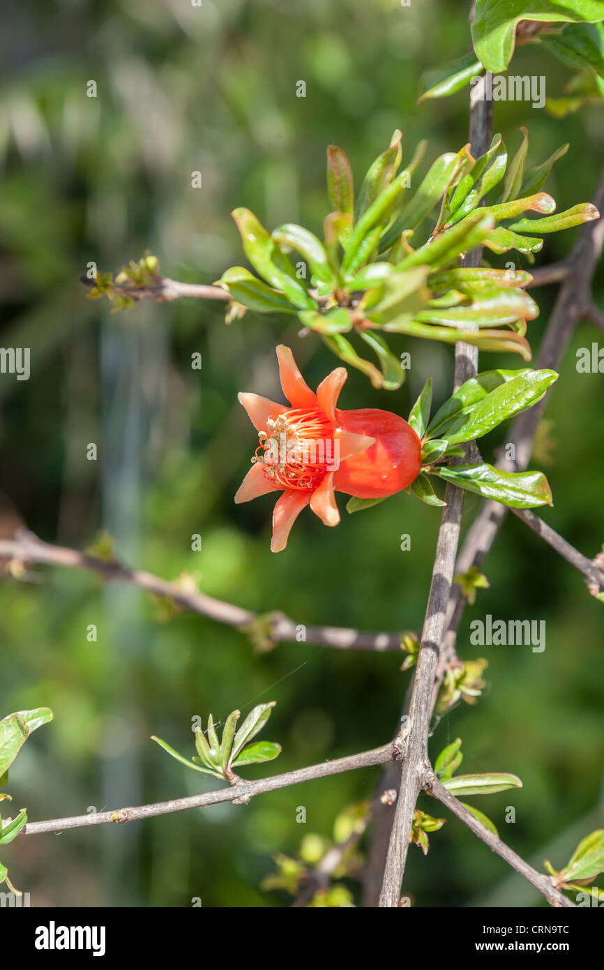 Flower of a pomegranate turning into fruit. Punica granatum L Stock Photo
