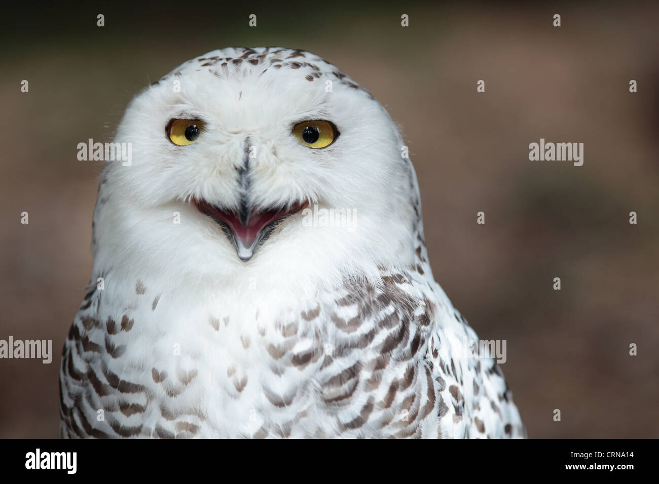 Snowy owl (Bubo scandiacus Stock Photo - Alamy