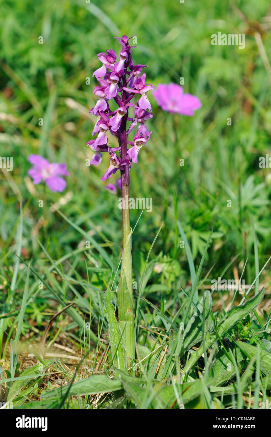 Early Purple Orchid - Orchis mascula, with Bloody Crane's-bill - Geranium sanguineum Stock Photo
