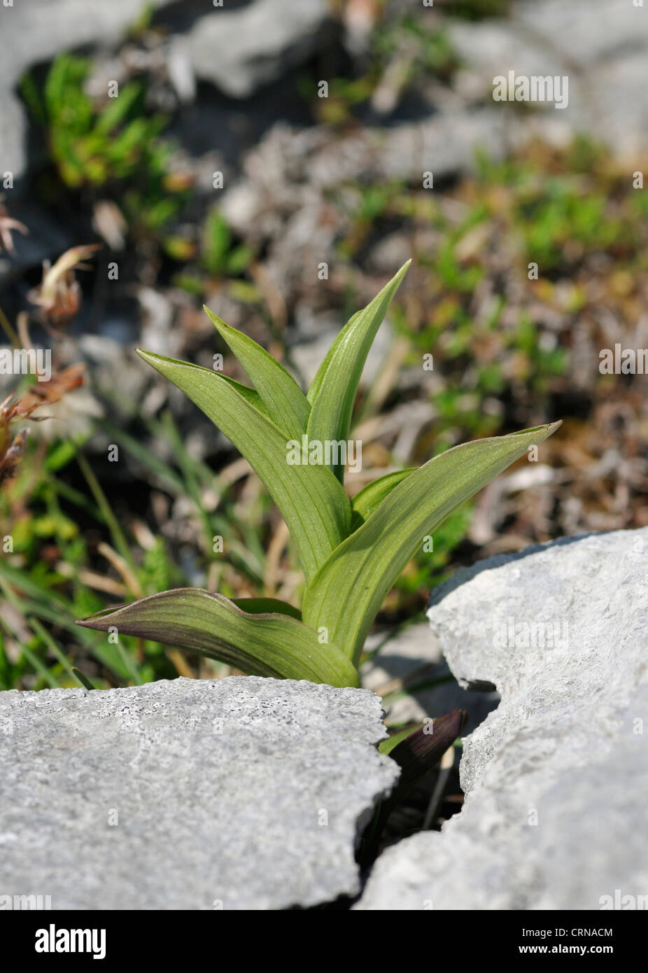 Dark Red Helleborine - Epipactis atrorubens Young plant on Limestone Pavement of The Burren Stock Photo