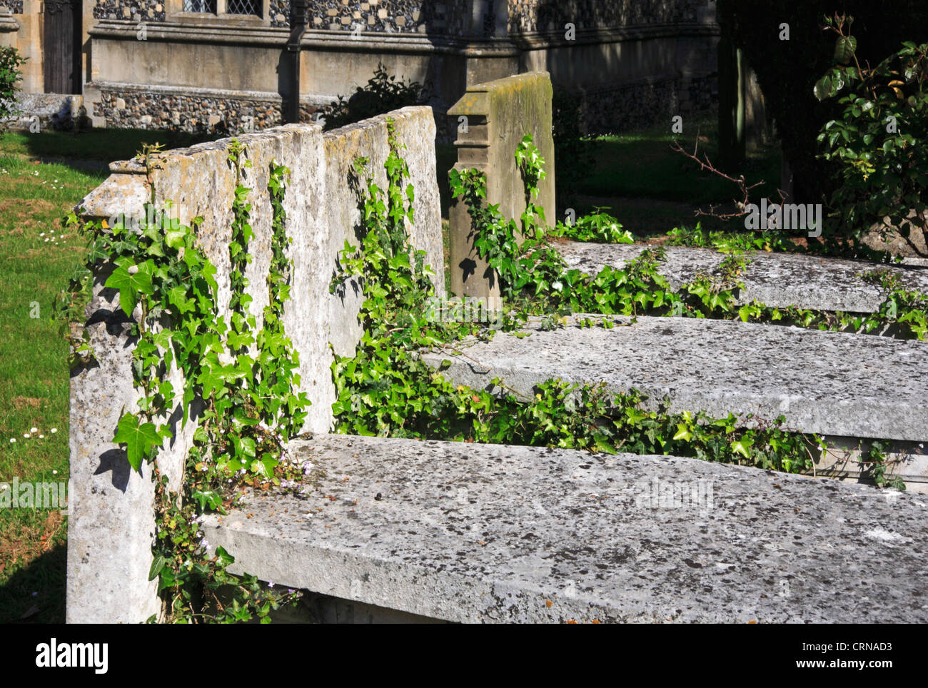 A view of ivy colonizing old tombstones in a Norfolk country churchyard. Stock Photo