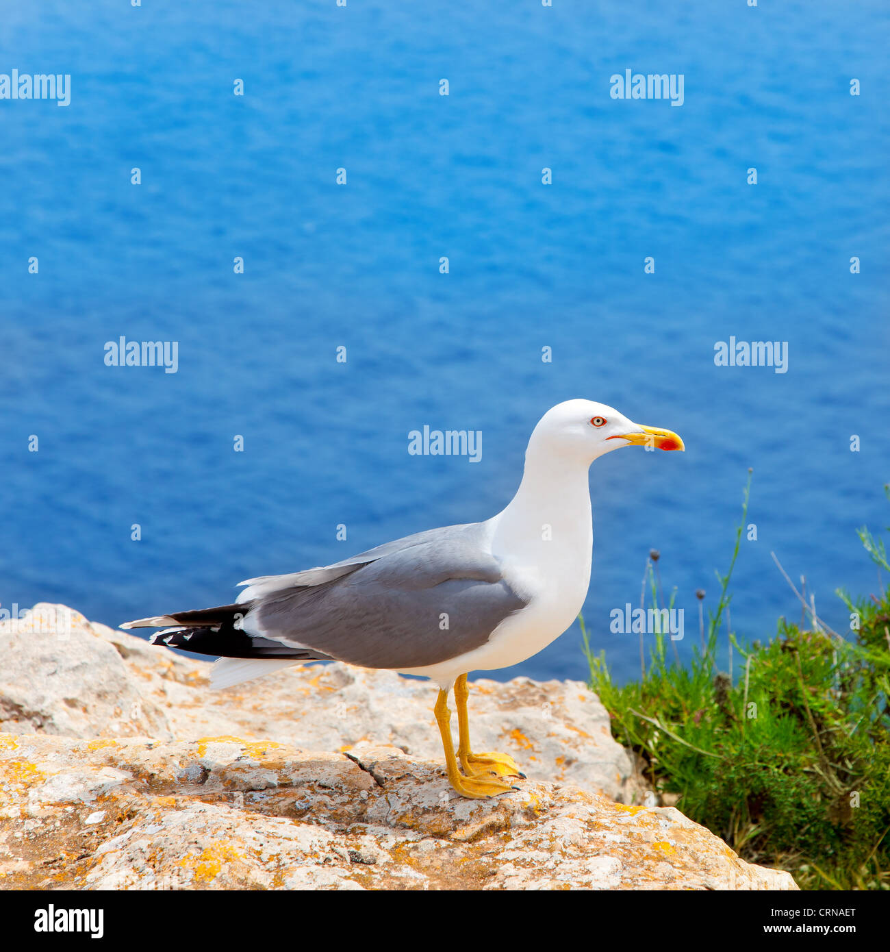 sea bird on perfect mediterranean sea in Balearic islands seagull Stock Photo