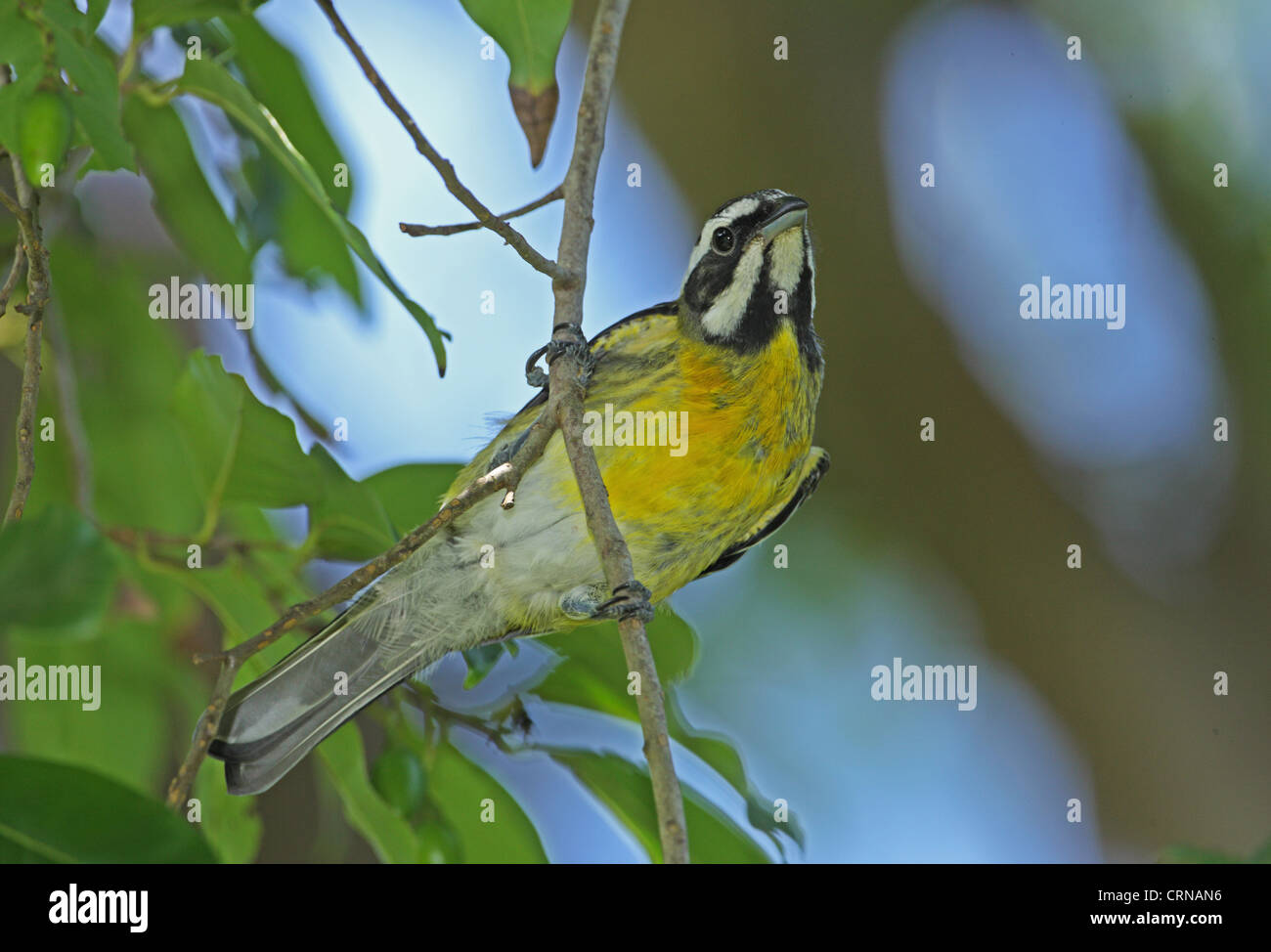 Jamaican Stripe-headed Tanager (Spindalis nigricephala) adult male, perched on twig, Port Antonio, Jamaica, march Stock Photo