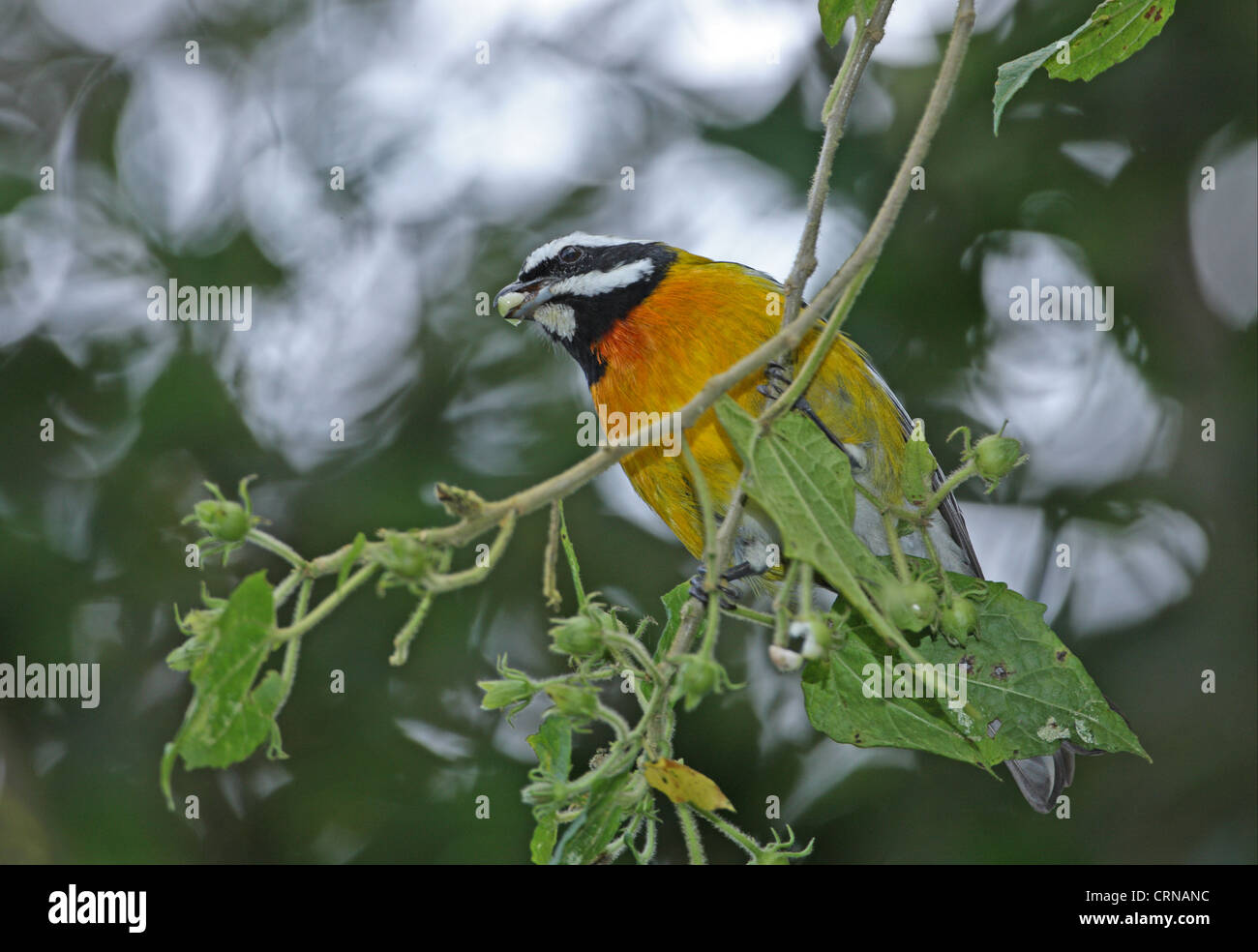 Jamaican Stripe-headed Tanager (Spindalis nigricephala) adult male, feeding on fruit in tree, Port Antonio, Jamaica, march Stock Photo