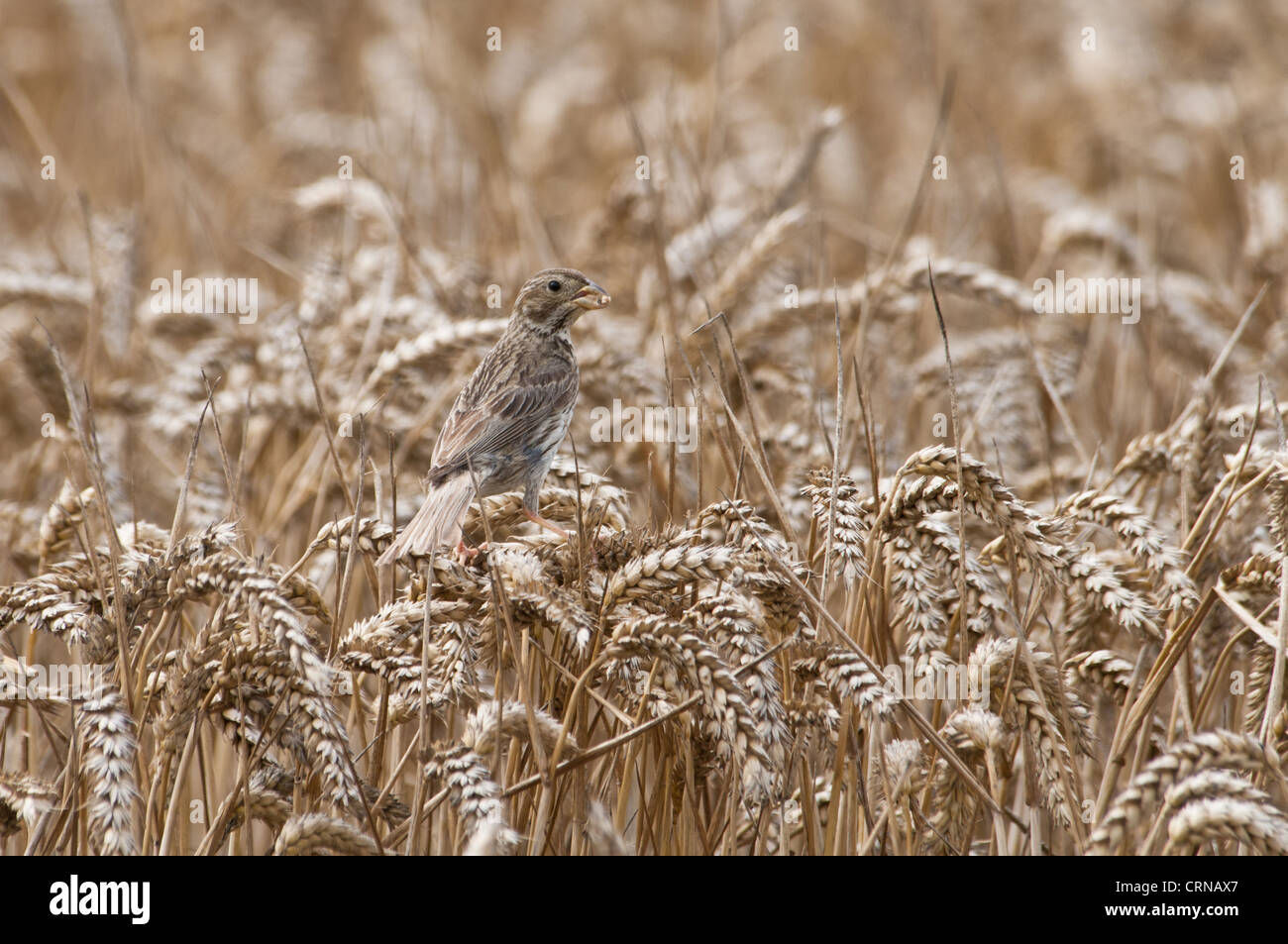 Corn Bunting (Miliaria calandra) adult, feeding on grain in ripening wheat crop, Isle of Sheppey, Kent, England, august Stock Photo