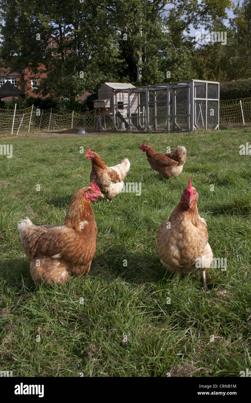 Domestic Chicken Freerange Hens Foraging On Grass With Coop And