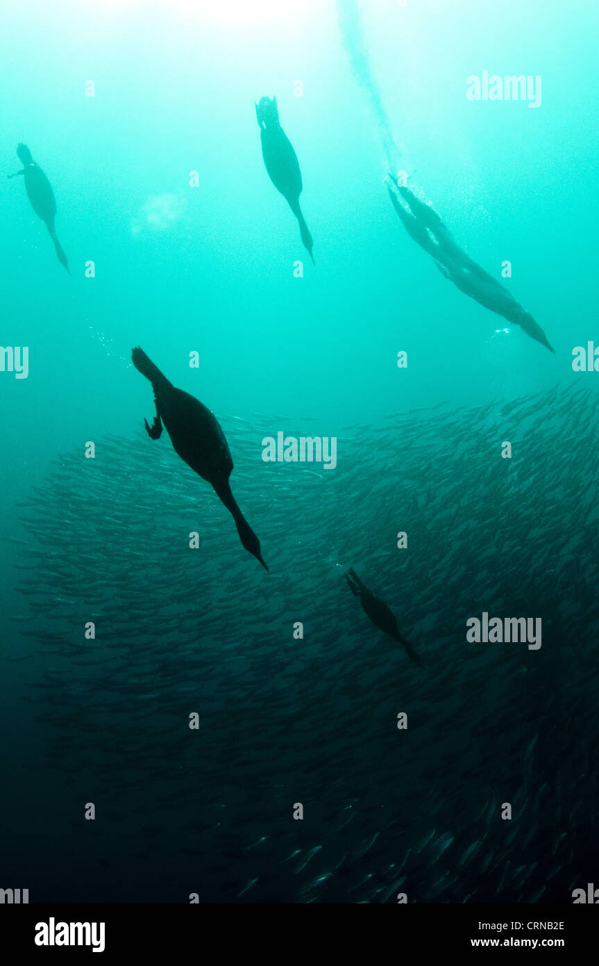 Cape Cormorant (Phalacrocorax capensis) and Cape Gannet (Morus capensis) mixed flock, diving underwater and feeding on Stock Photo