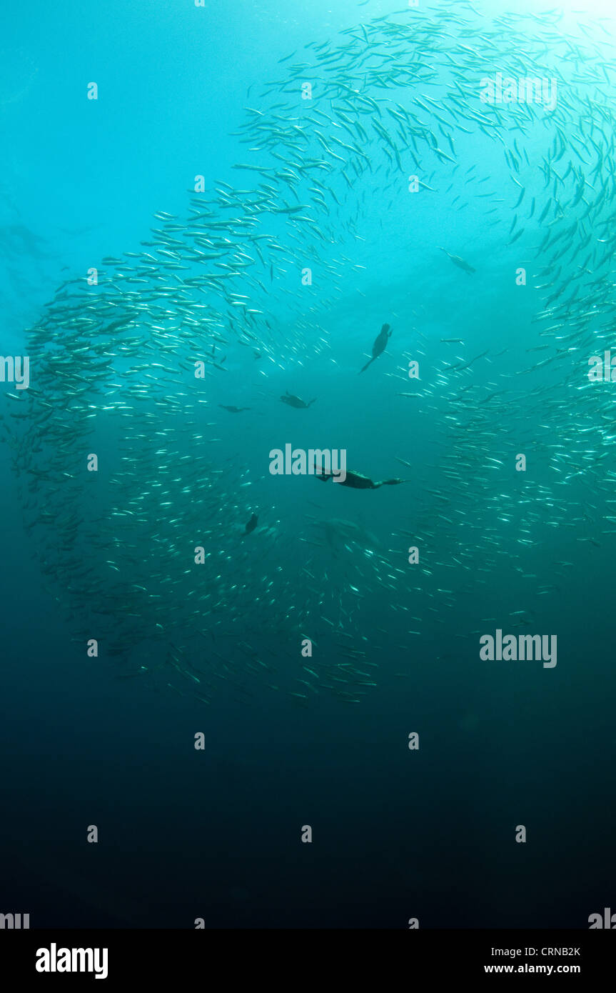 Cape Cormorant (Phalacrocorax capensis) flock, diving underwater and ...