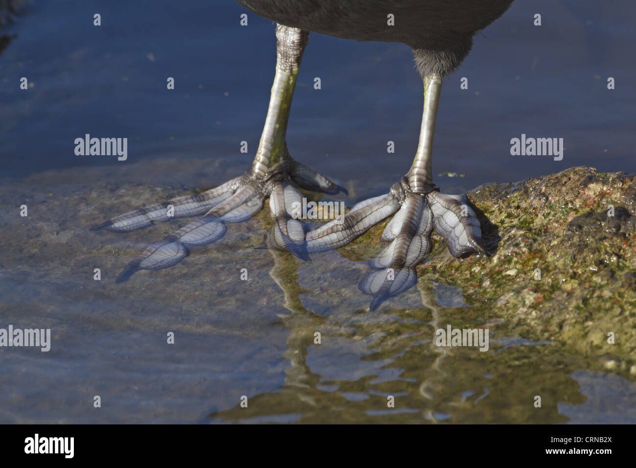 Common Coot (Fulica atra) adult, close-up of lobed feet, Norfolk, England, february Stock Photo