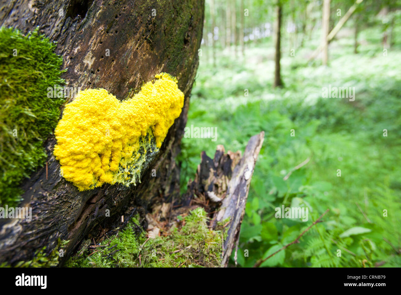 A yellow slimy funghi on a rotting tree stump in Woodland in Dorset, UK Stock Photo