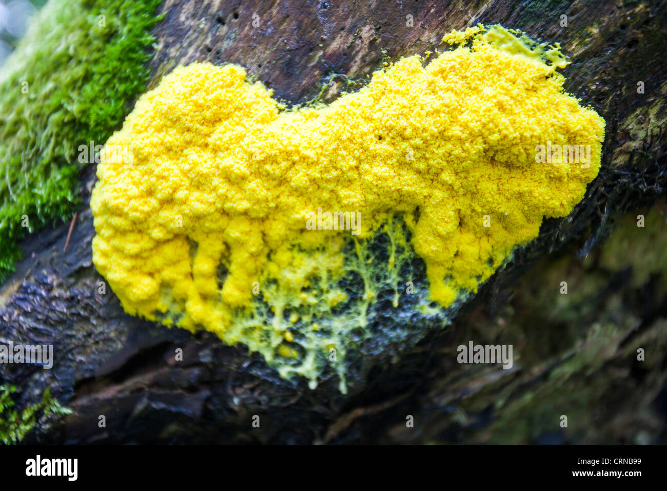 A yellow slimy funghi on a rotting tree stump in Woodland in Dorset, UK Stock Photo
