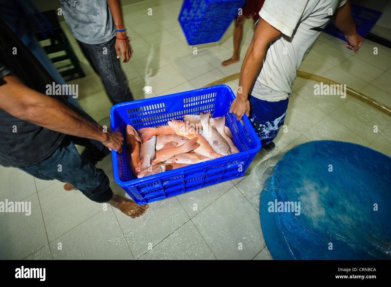 Live grouper being processed at the Pulau Mas facility in Denpasar, Bali, Indonesia. Stock Photo