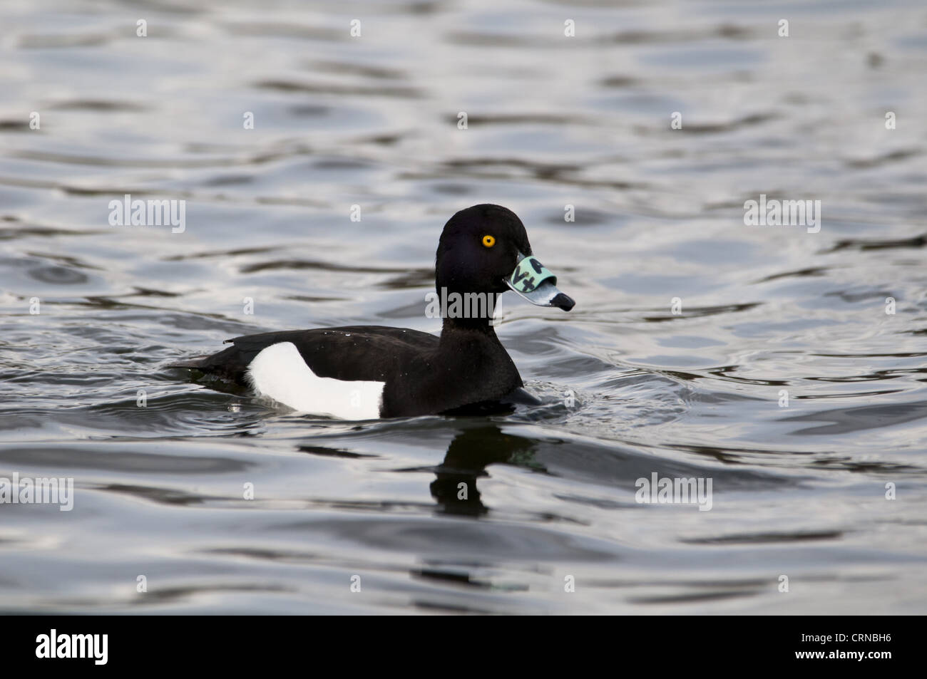Tufted Duck (Aythya fuligula) adult male, fitted with nasal saddle (fitted at Saint Philbert de Grand Lieu, Nantes, France in Stock Photo