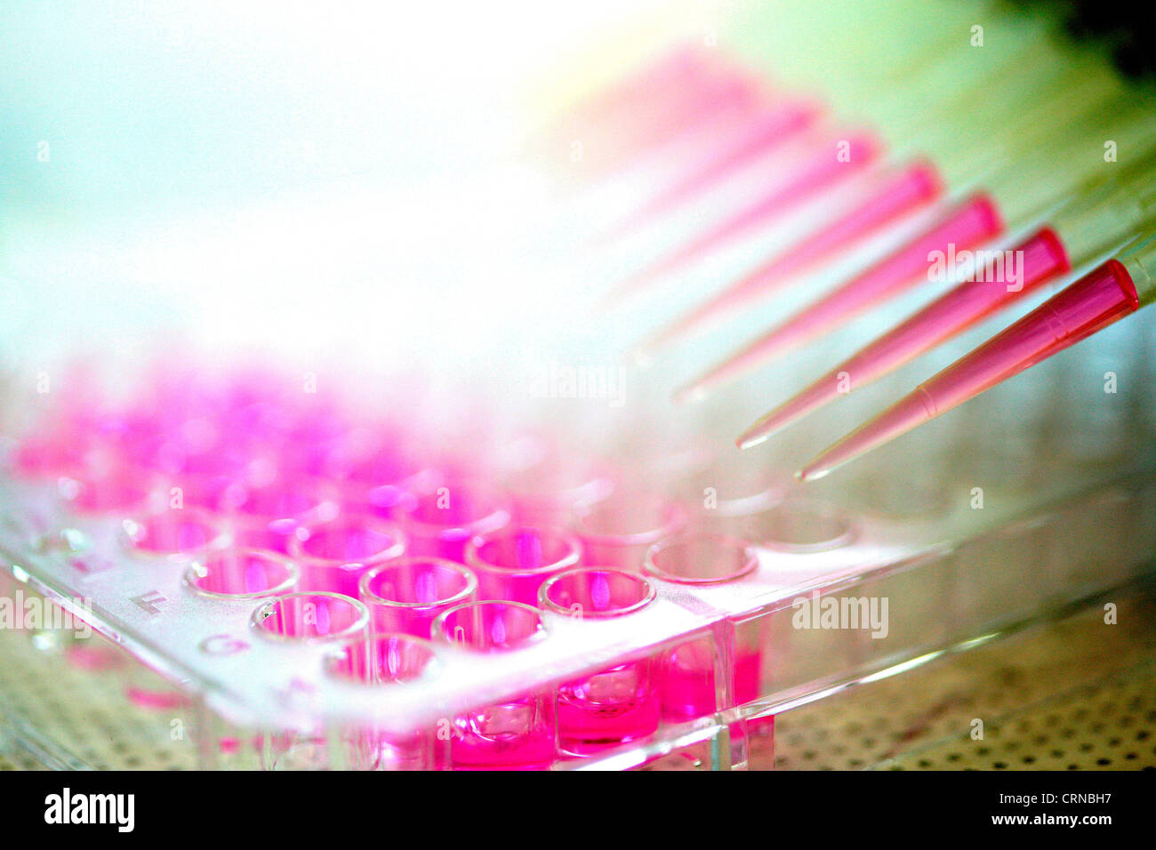 Pipetting a pink liquid into test tubes. Stock Photo