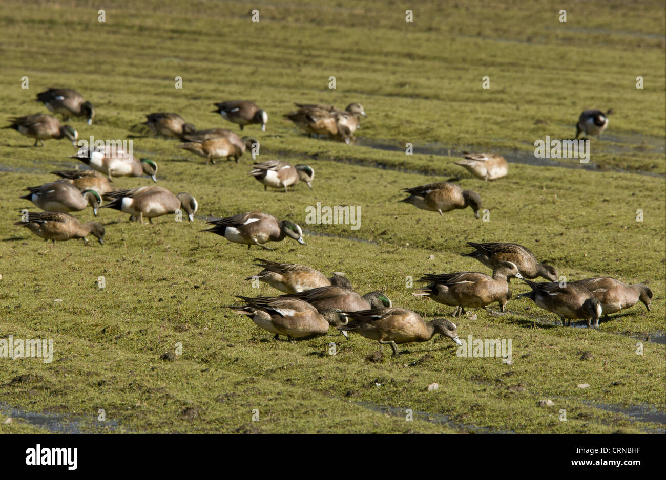 American Wigeon (Anas americana) flock, feeding, grazing on coastal pasture, Bolinas Bay, California, U.S.A., february Stock Photo