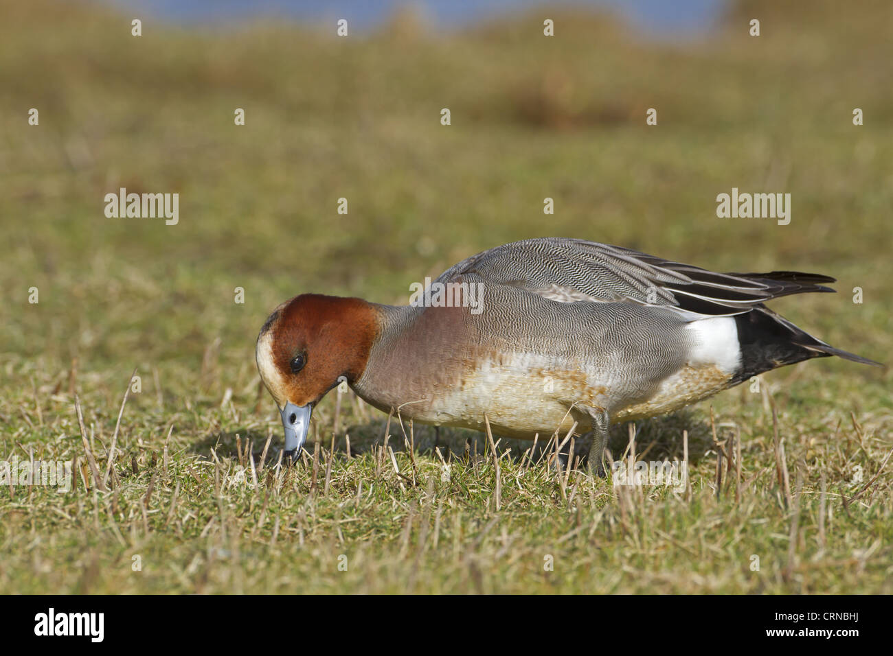 Eurasian Wigeon (Anas penelope) adult male, feeding, grazing on grass, Norfolk, England, march Stock Photo