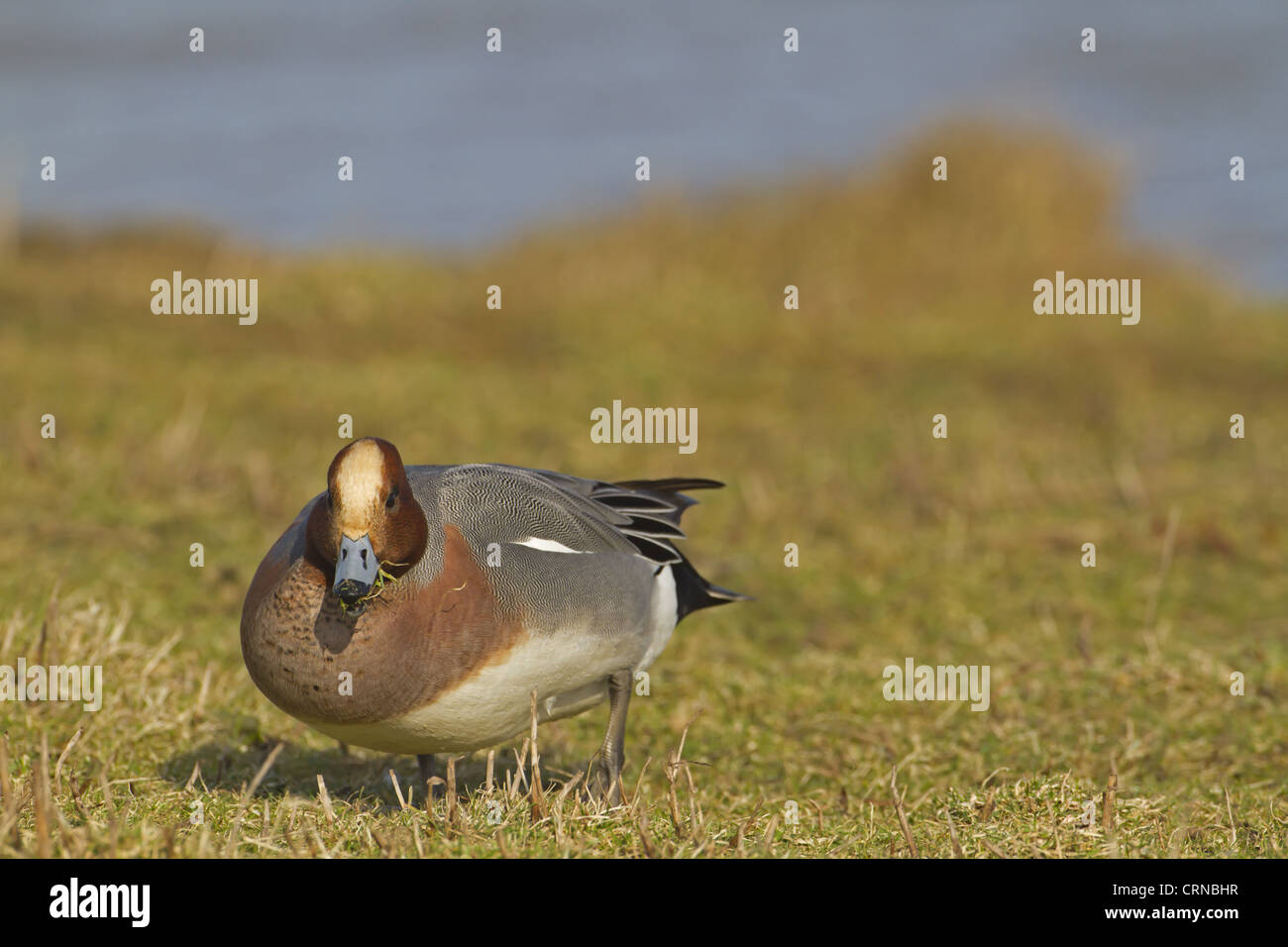 Eurasian Wigeon (Anas penelope) adult male, feeding, grazing on grass, Norfolk, England, march Stock Photo