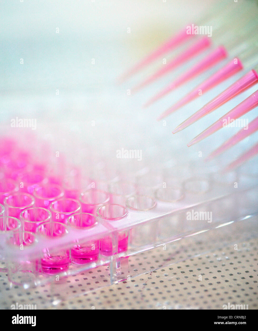 Pipetting a pink liquid into test tubes Stock Photo Alamy