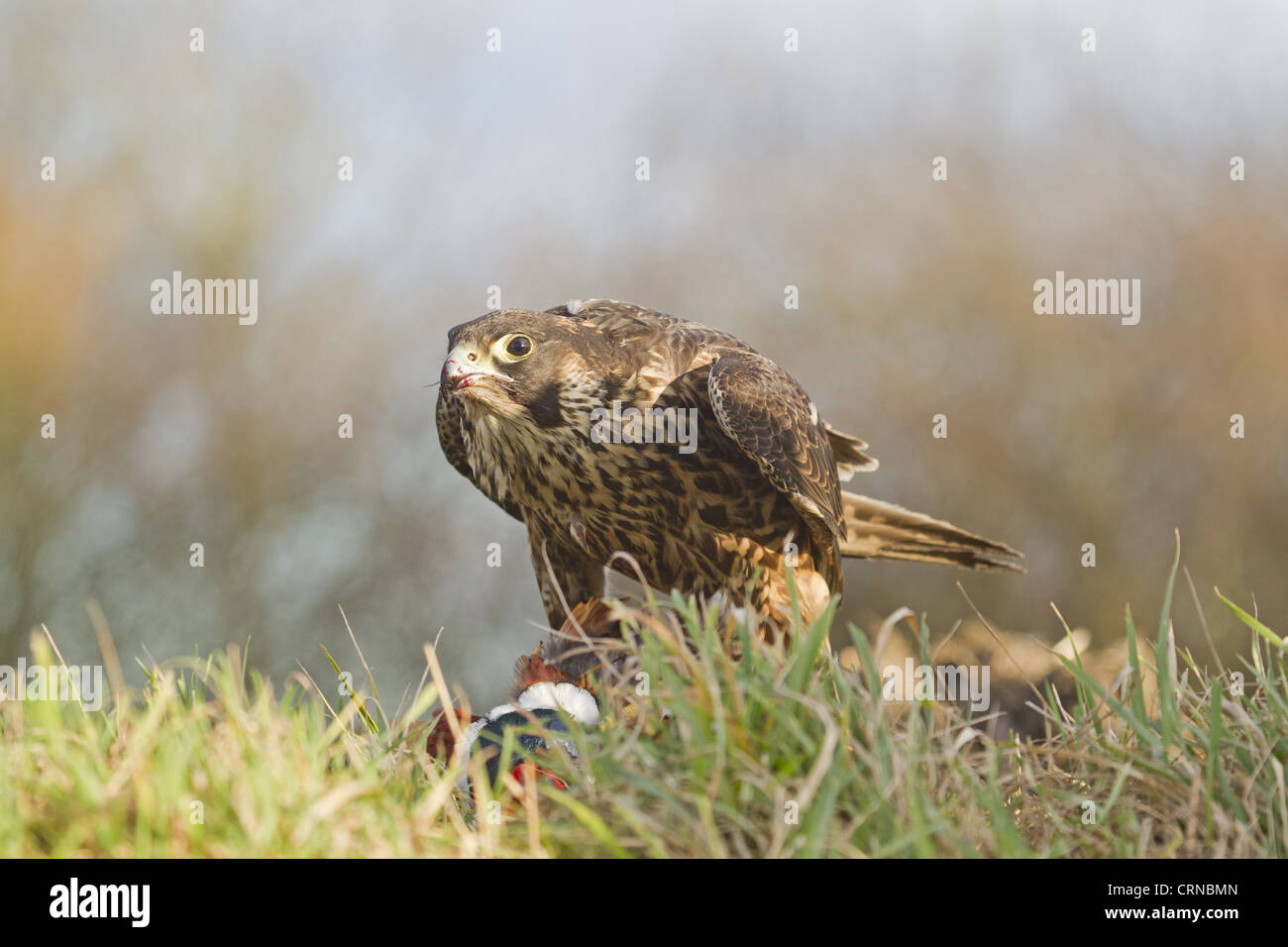 Peregrine Falcon (Falco peregrinus) juvenile, feeding, on ground with Common Pheasant (Phasianus colchicus) prey, England, Stock Photo