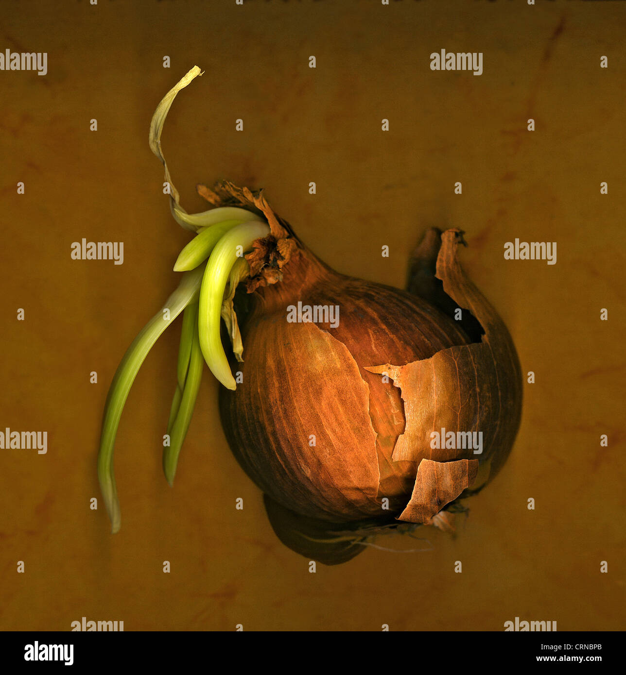 Sprouting In Onion sprouting onion on brown Stock Photo - Alamy
