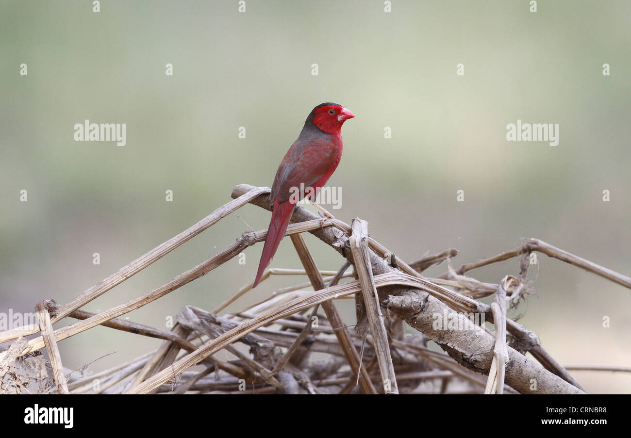 Crimson finches hires stock photography and images Alamy