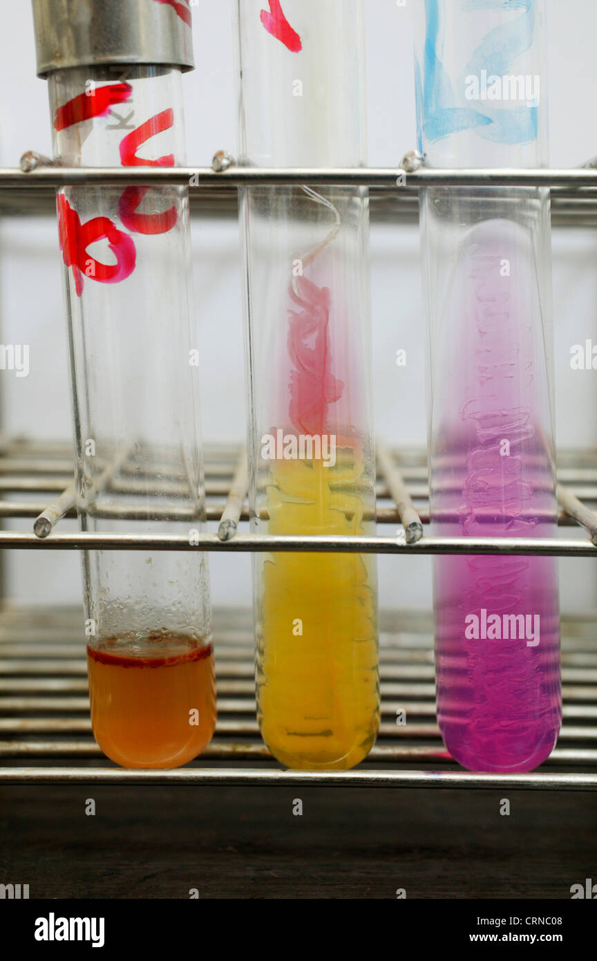 Test tubes in a test tube rack. Stock Photo