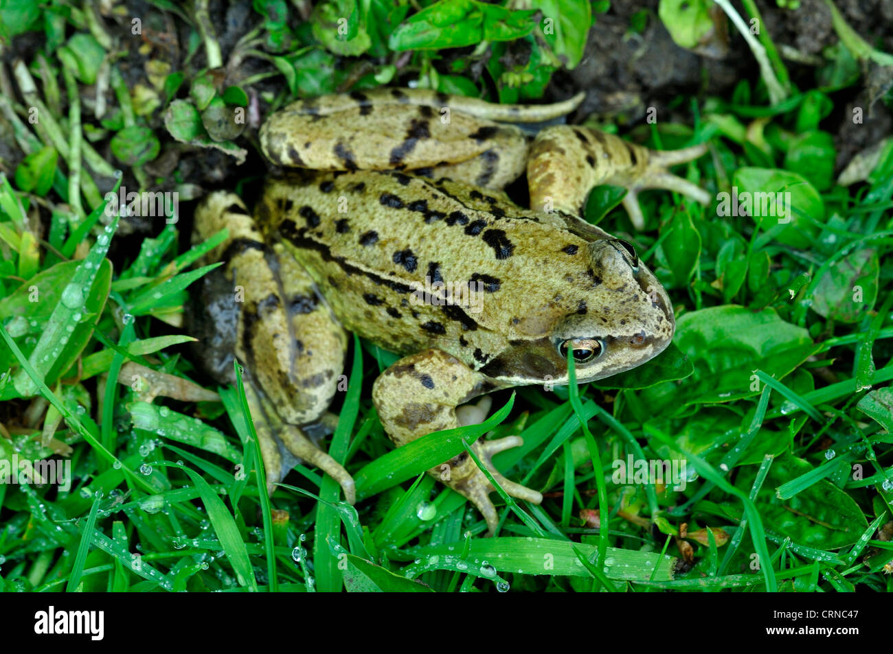 A common frog on wet grass UK Stock Photo