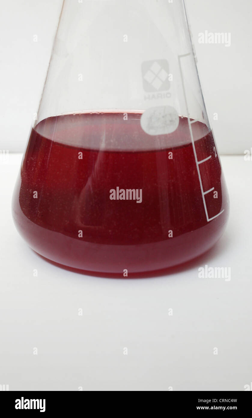 A red liquid in an Erlenmeyer flask Stock Photo Alamy