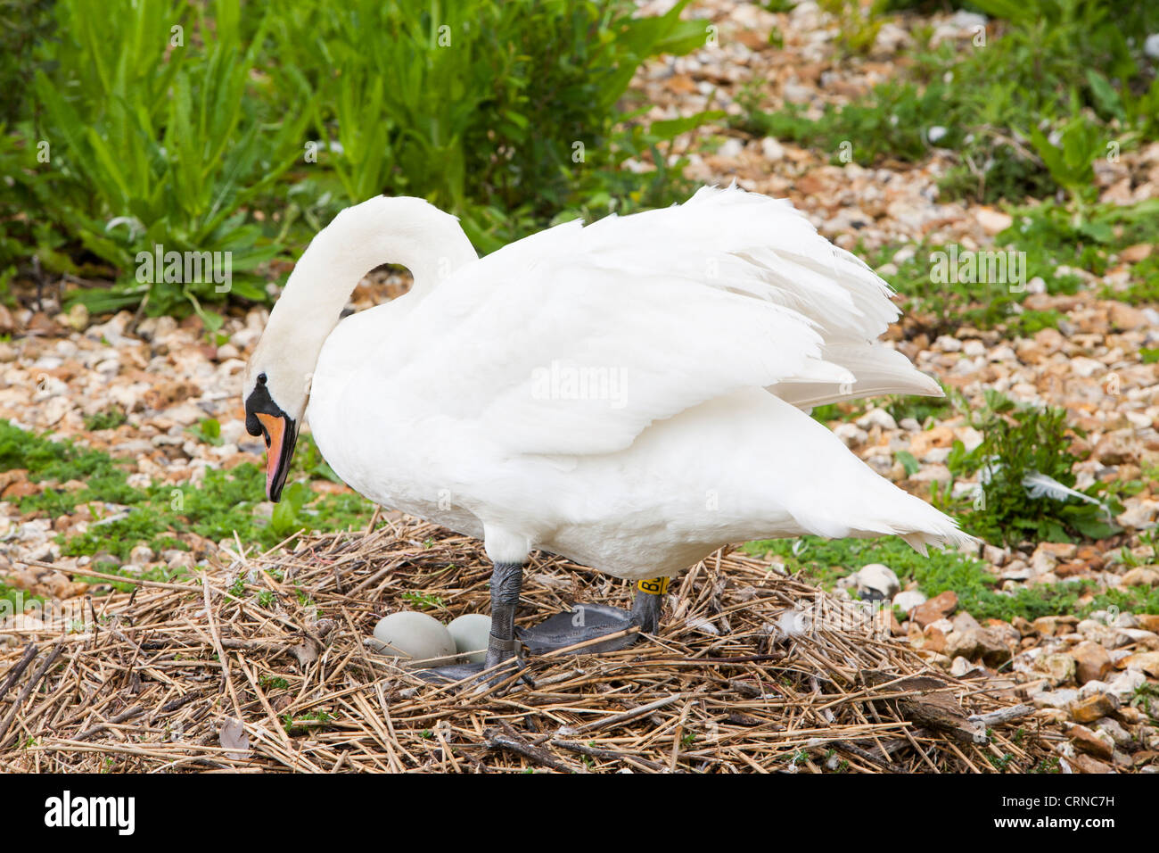 A mute Swan nesting at Abbotsbury in Dorset. Stock Photo