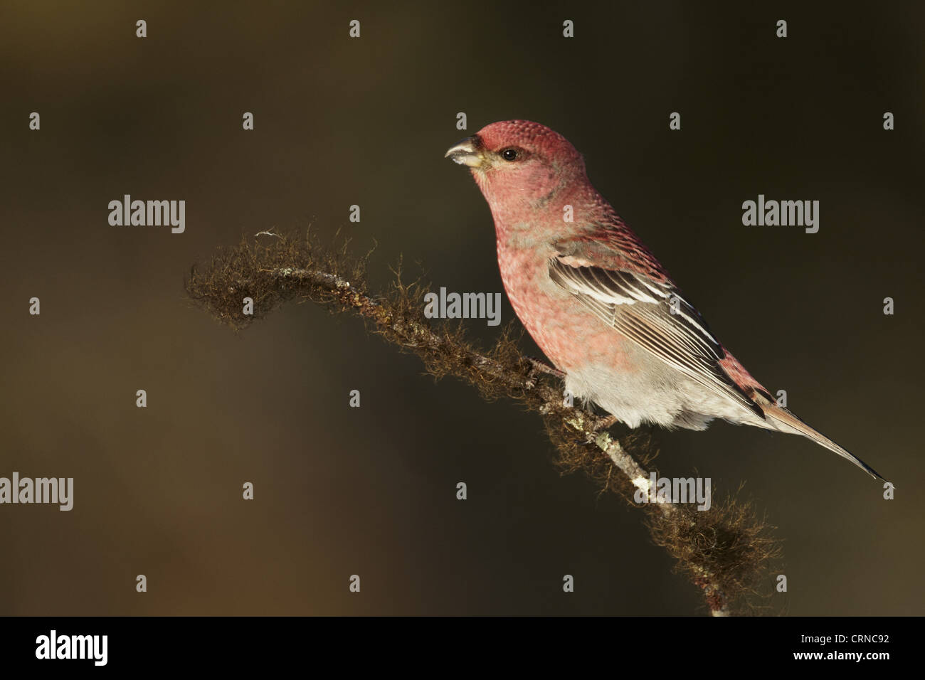 Pine Grosbeak (Pinicola enucleator) adult male, perched on lichen covered twig, Finland, march Stock Photo